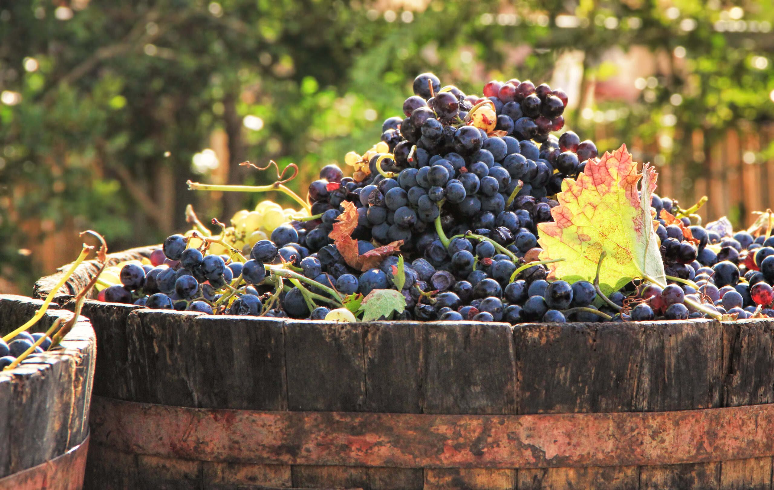 uvas no barril de vinho